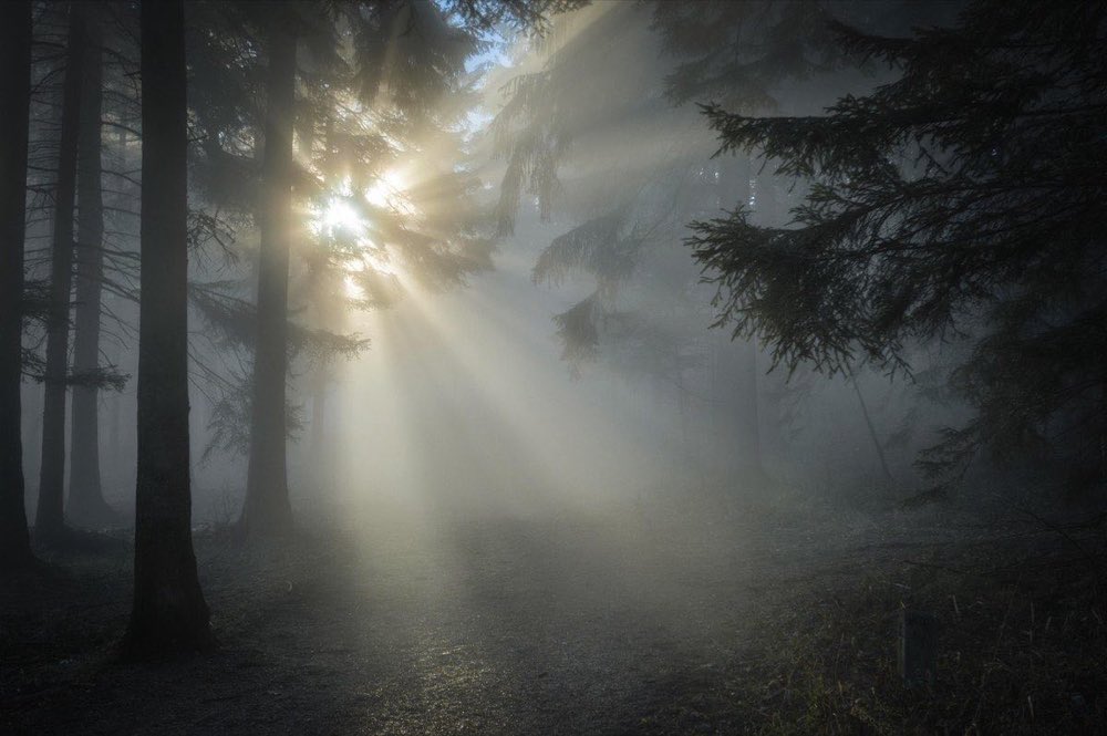 sunbeams, forest, fog, trees