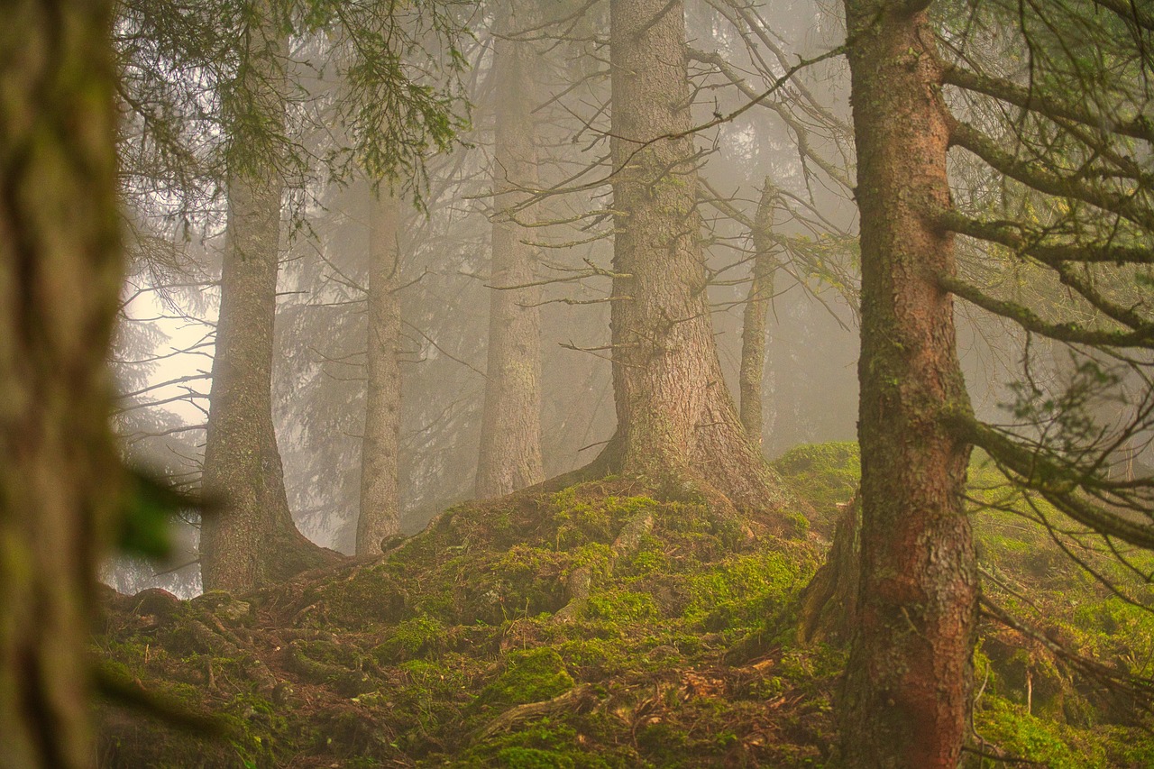 Bosques: encontrar orden dentro del caos