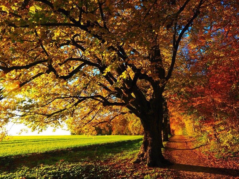 autumn, leaves, trees, path