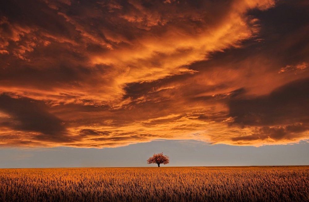 tree, field, sunset, clouds