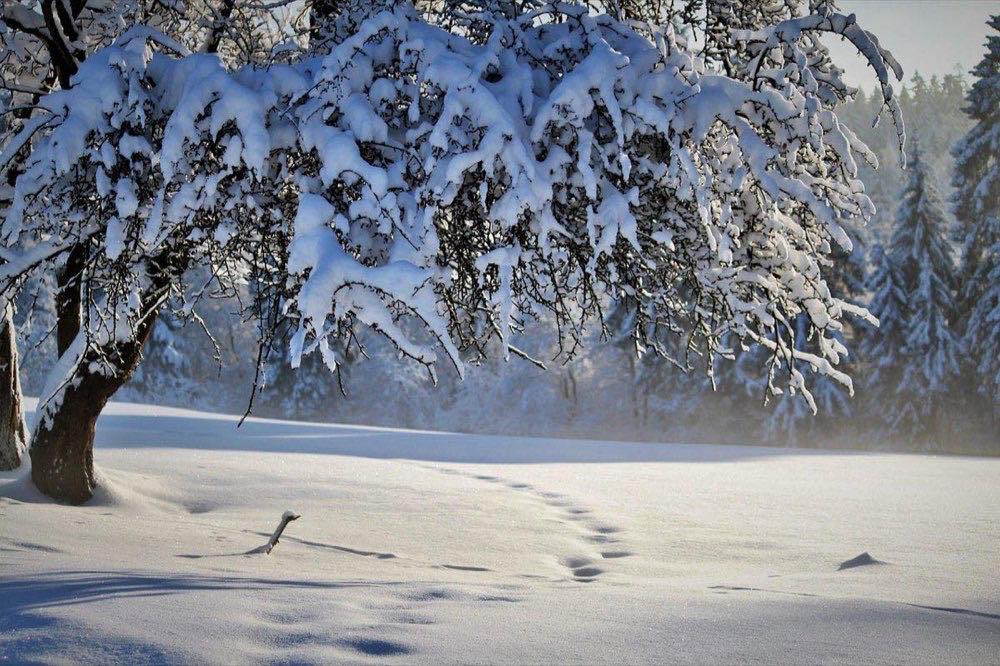 nature, winter, season, snow