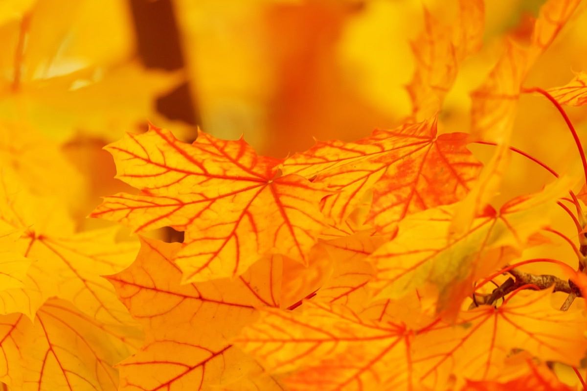 autumn, leaves, foliage, autumn leaves