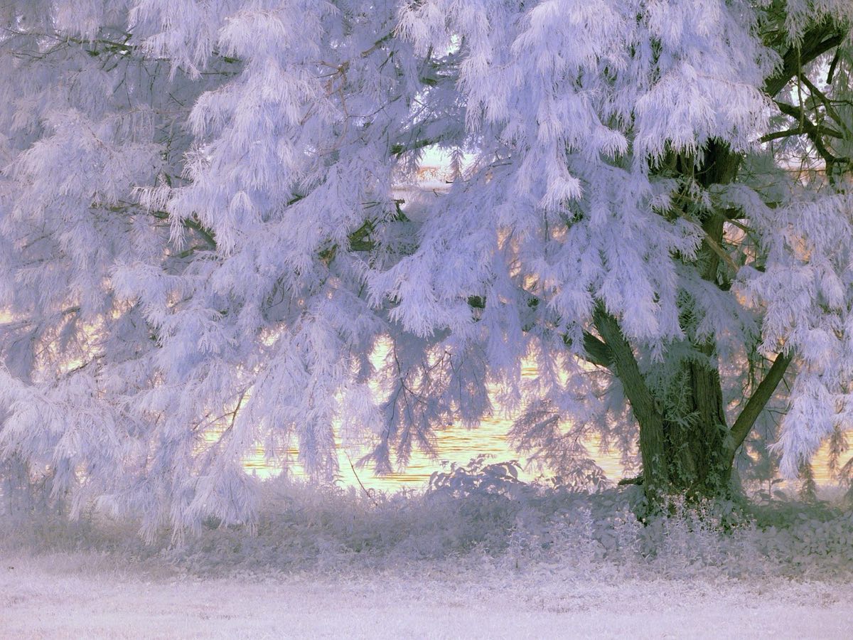 Arboleda fotografiada en infrarrojo con el follaje blanco
