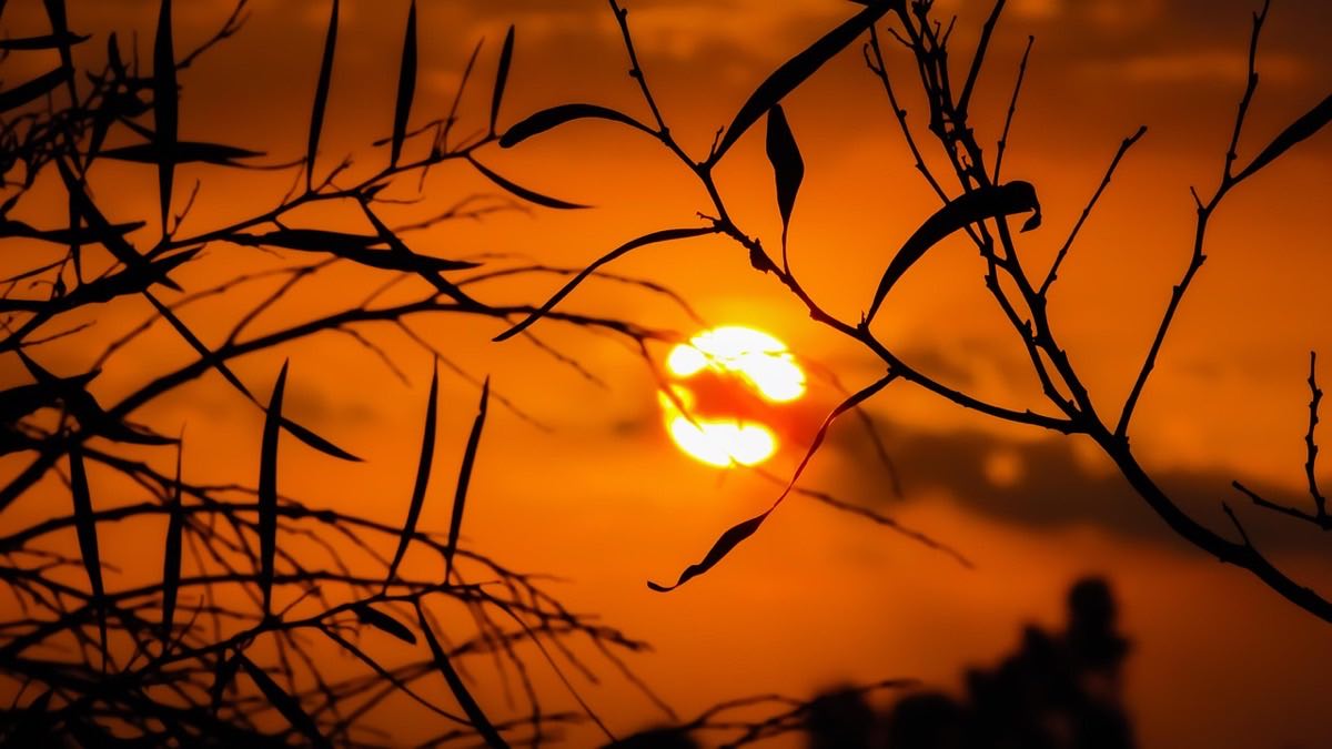 branches, sunset, silhouettes, dusk