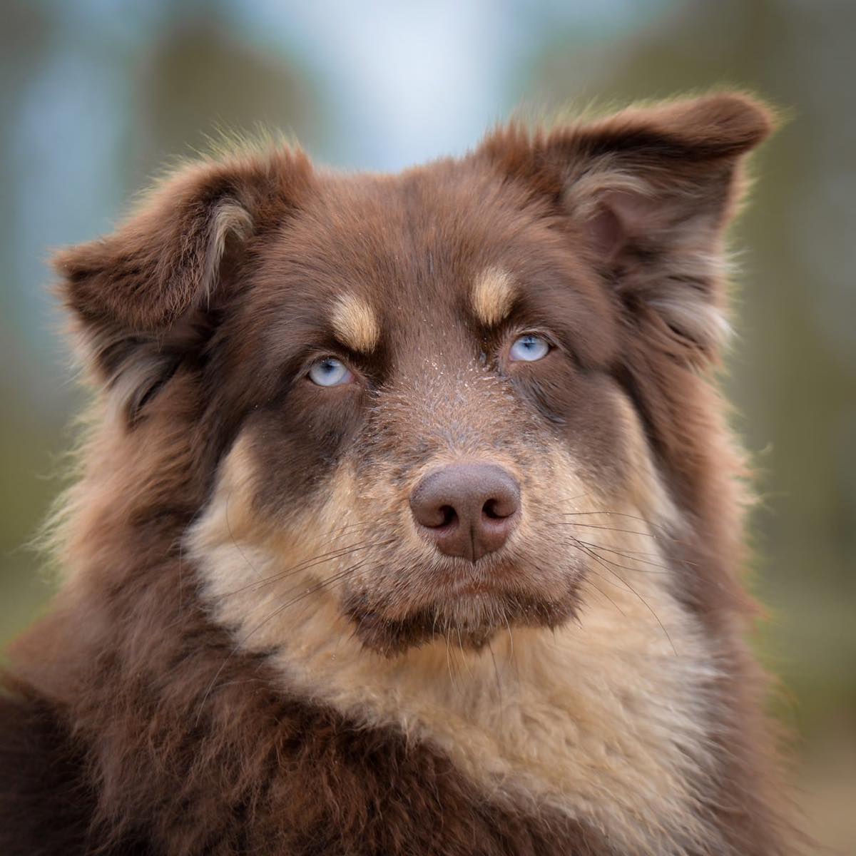 dog, australian shepherd, pet, portrait