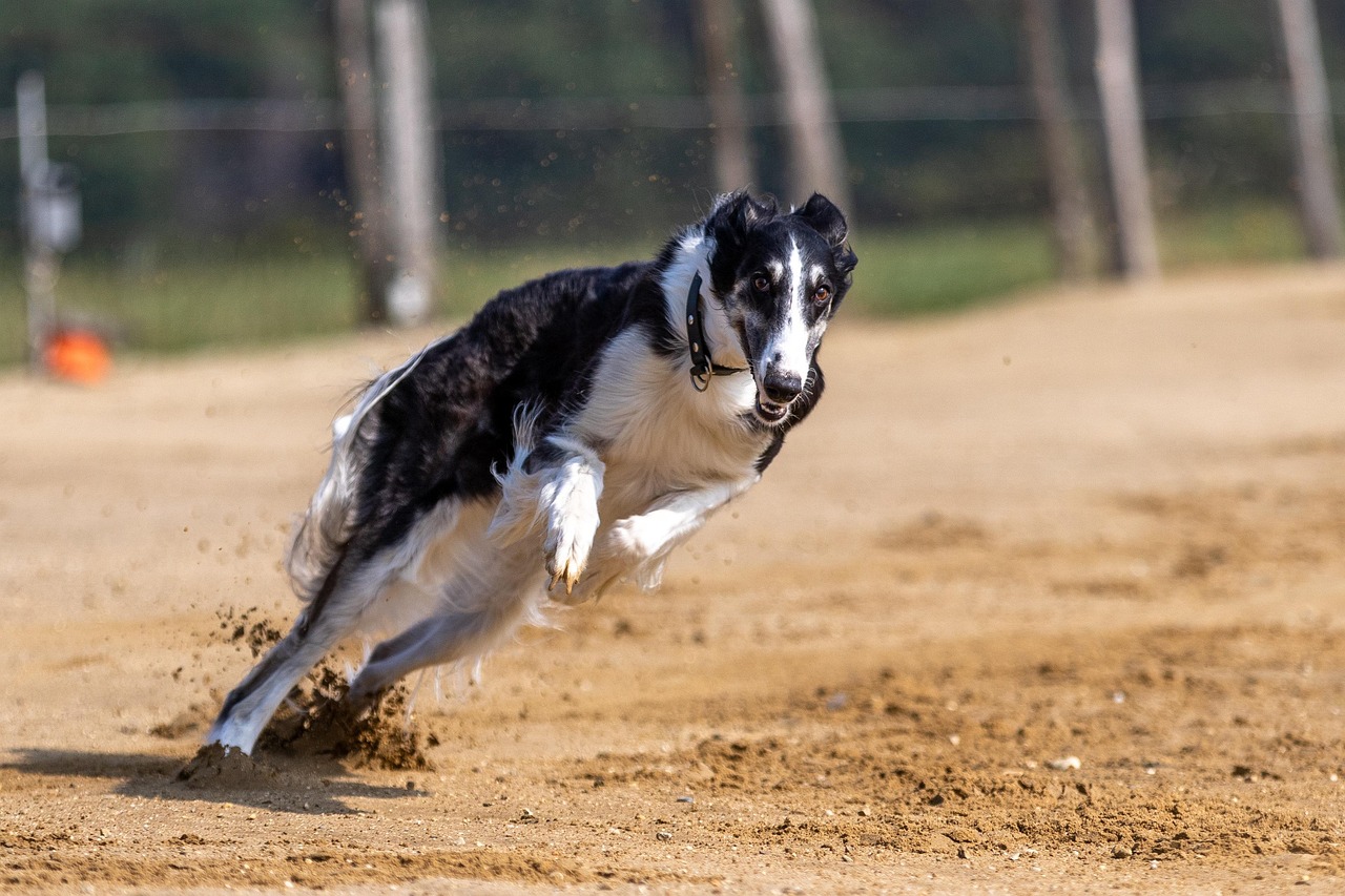 Fotos de mascotas: enfoque y velocidad