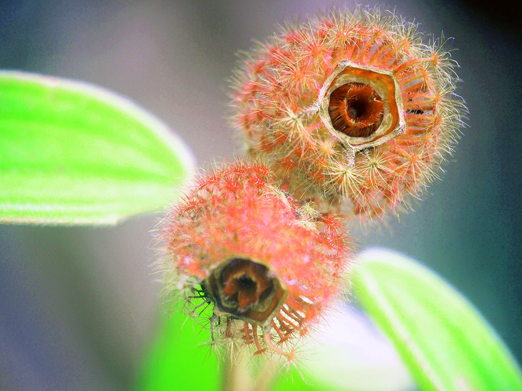Técnica de focus stacking en fotografía macro para nitidez total en sujetos tridimensionales