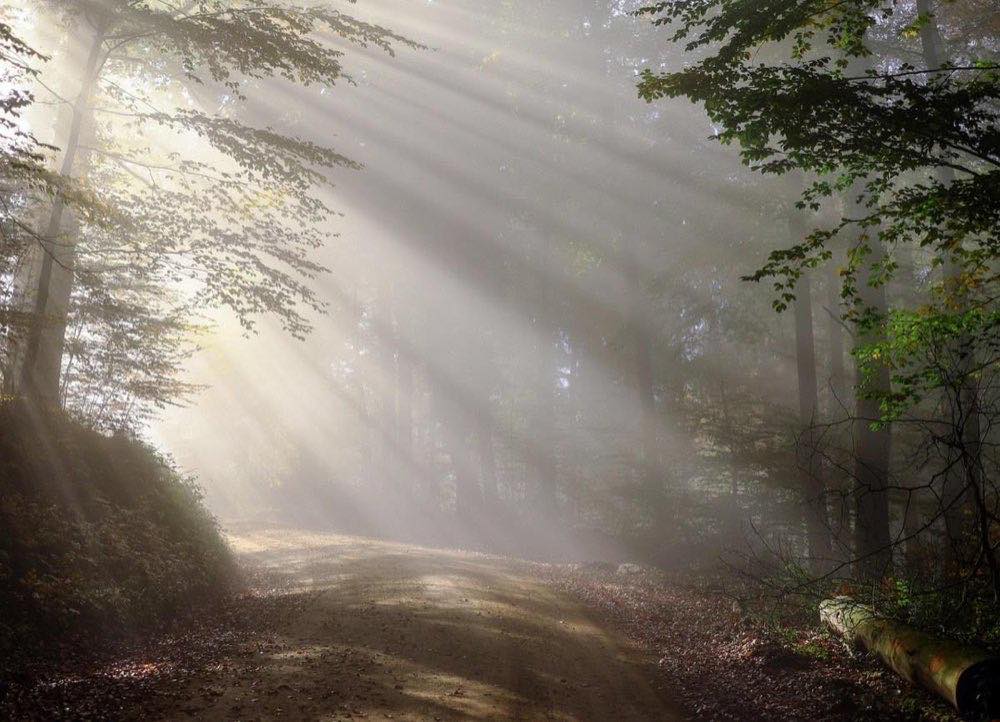 dirt road, sunbeams, forest, fog