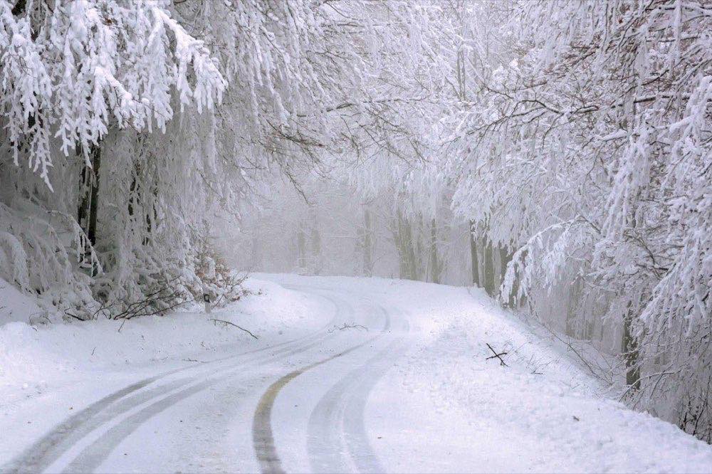 road, trees, snow, cold