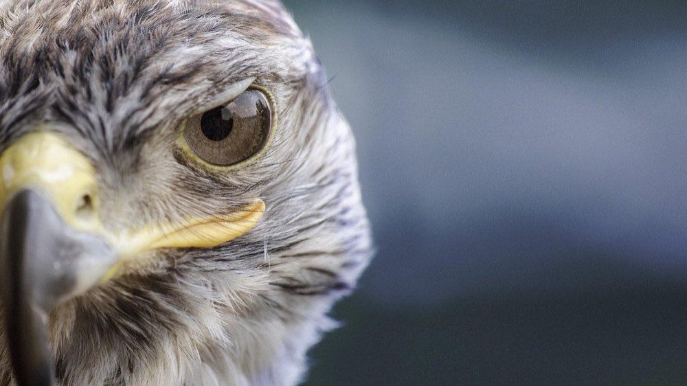 bird, falcon, eye, beak