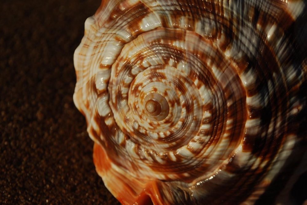 Concha en espiral que ilustra una proporción creciente