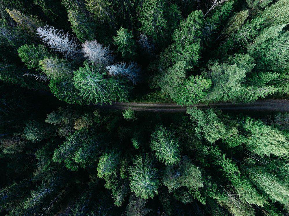 forest, road, aerial view, trees