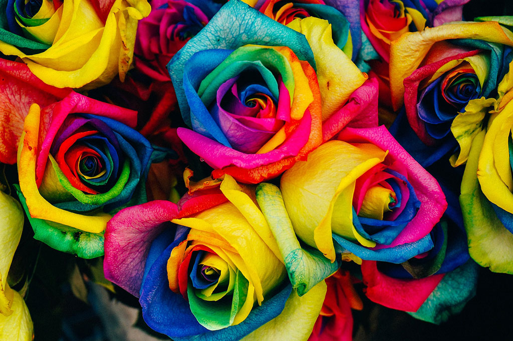 Ejemplo de teoría del color aplicada con armonía análoga en fotografía de naturaleza